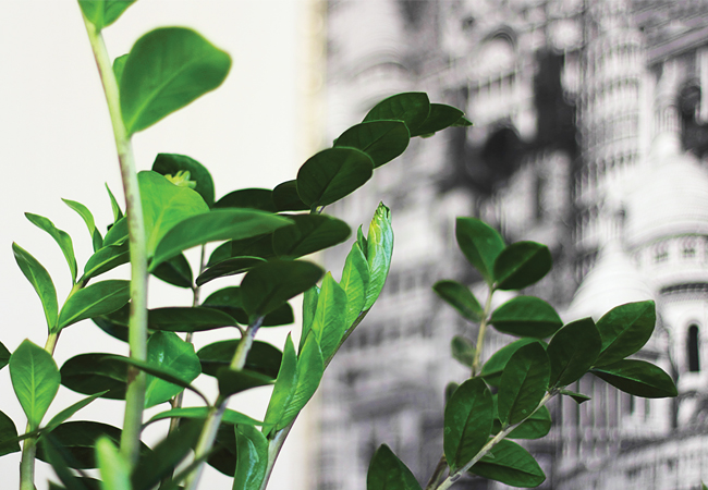 Research suggests succulents such as Zamioculcas zamiifolia could be effectively used in indoor green walls